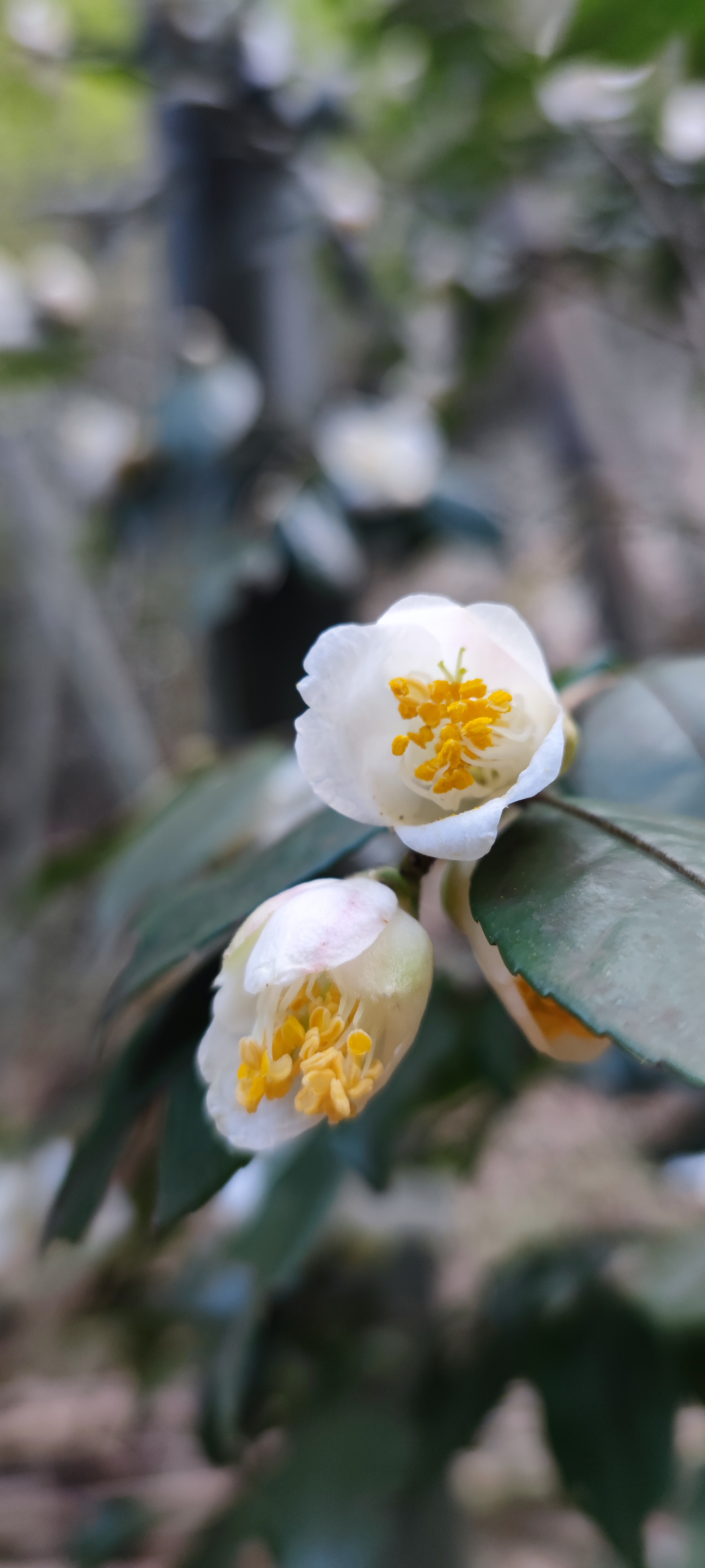 Pic_翡翠谷白花.jpg